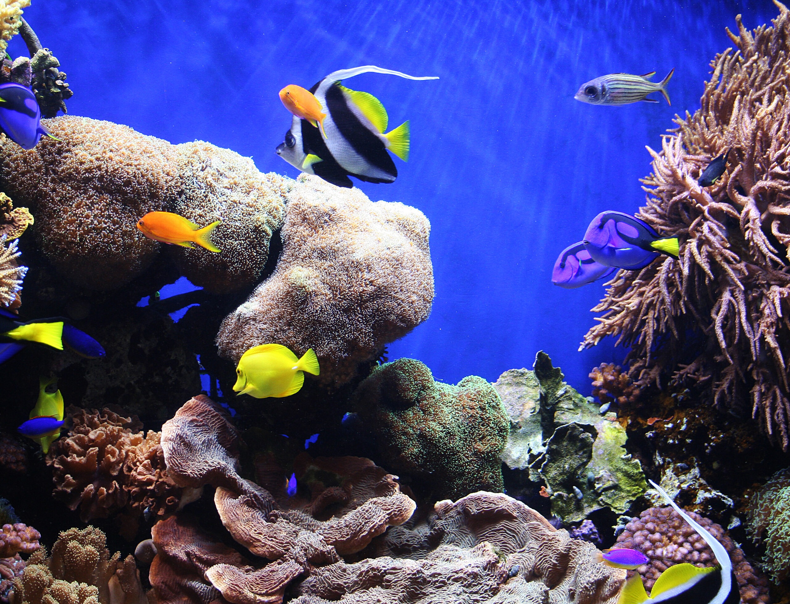 A Photo of Tropical Fish