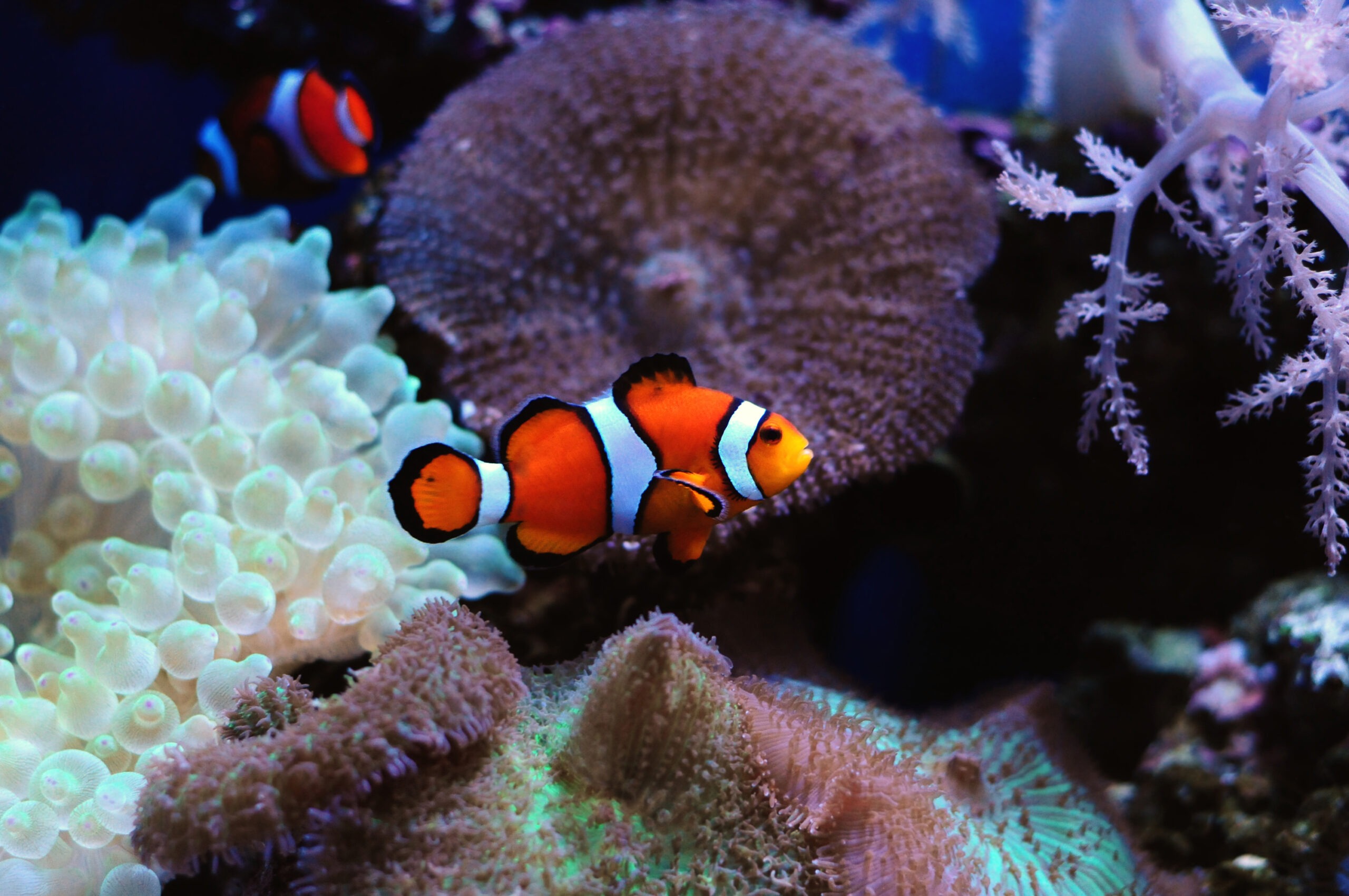 Colorful Clown Fish Swimming Over Anemones and Sea Plants at the Ocean