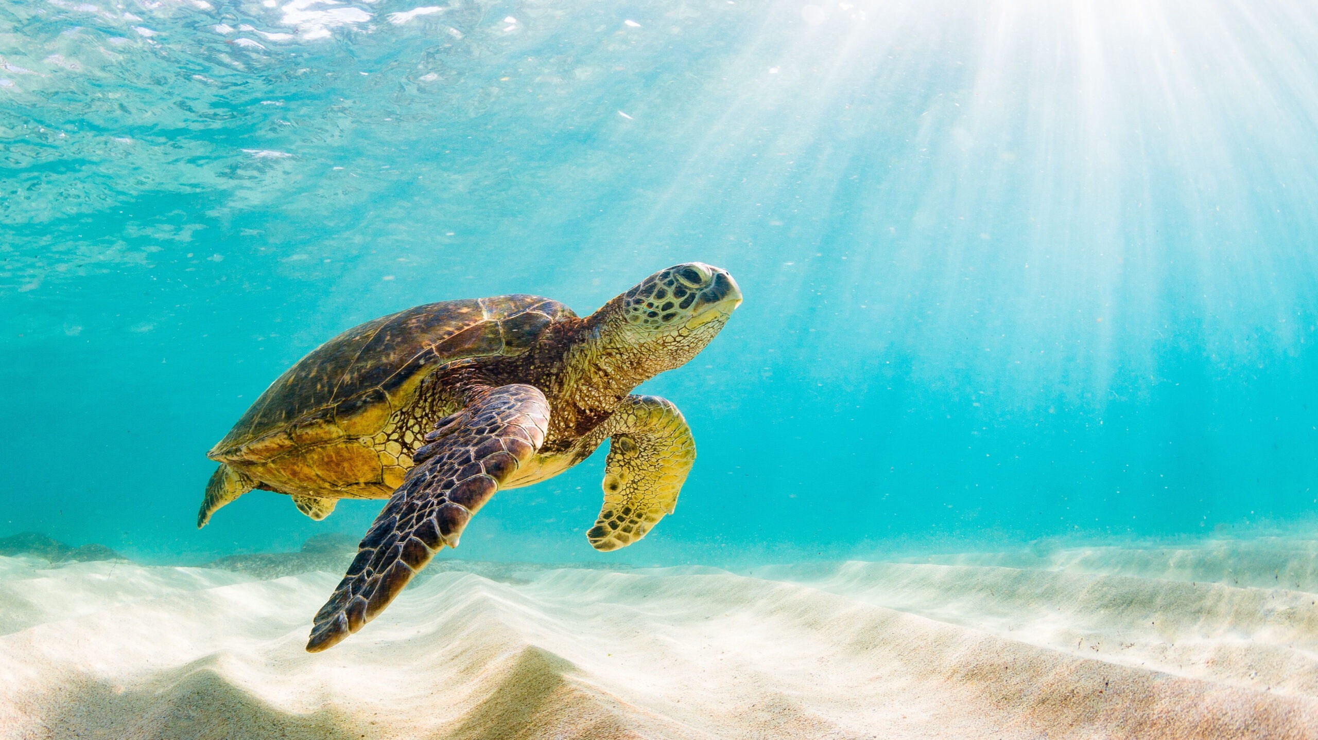 Photo of Sea Turtle in the Galapagos Island