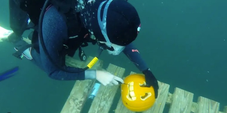 diver crating pumpkin